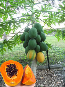 papaya Fruit on a gtree