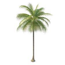 Coconut Tree